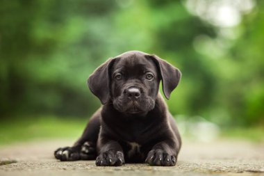 Şirin Puppy Cane Corso açık havada