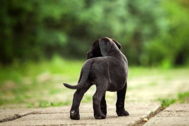 Şirin Puppy Cane Corso açık havada