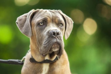 İtalyan Cane Corso köpeği açık havada