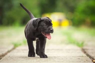 Şirin Puppy Cane Corso açık havada