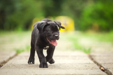 Şirin Puppy Cane Corso açık havada