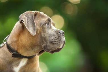 İtalyan Cane Corso köpeği açık havada
