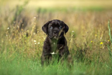 Şirin Puppy Cane Corso açık havada