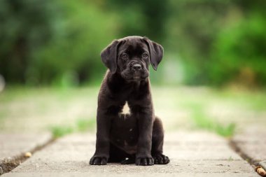 Şirin Puppy Cane Corso açık havada