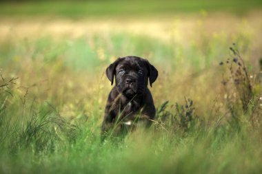 Şirin Puppy Cane Corso açık havada