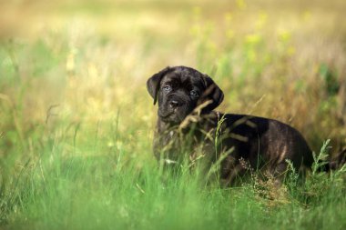 Şirin Puppy Cane Corso açık havada