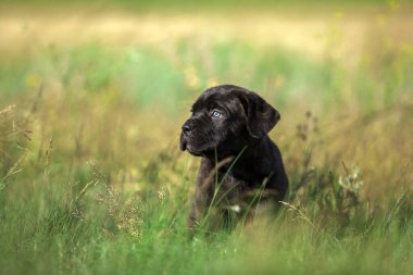 Şirin Puppy Cane Corso açık havada