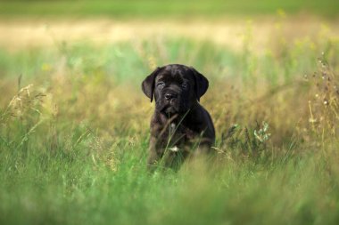 Şirin Puppy Cane Corso açık havada