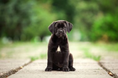 Şirin Puppy Cane Corso açık havada