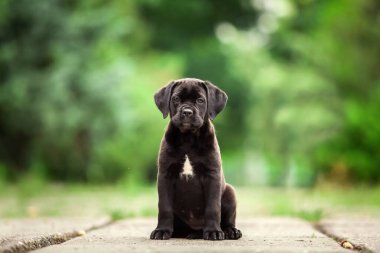 Şirin Puppy Cane Corso açık havada