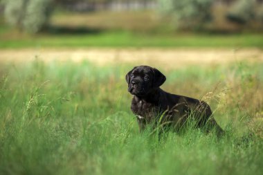 Şirin Puppy Cane Corso açık havada