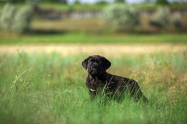 Şirin Puppy Cane Corso açık havada