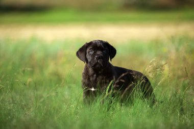 Şirin Puppy Cane Corso açık havada