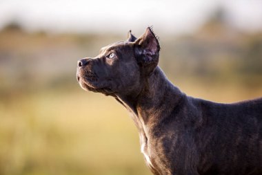 American Staffordshire Terrier köpeği. 
