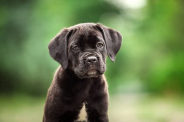 Şirin Puppy Cane Corso açık havada
