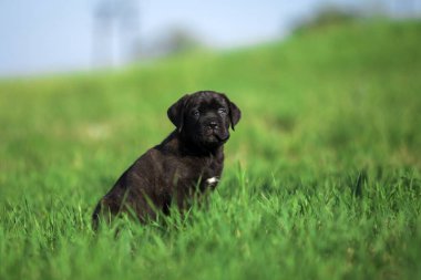 Şirin Puppy Cane Corso açık havada