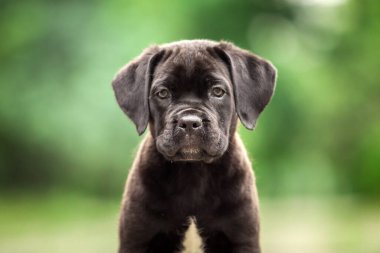Şirin Puppy Cane Corso açık havada