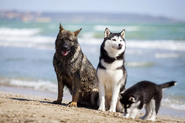 Berger Husky Allemand Sur Plage — Photo