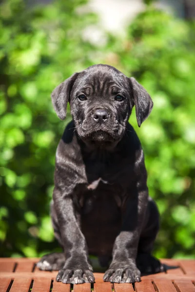 Close Portret Van Riet Corso Puppy — Stockfoto