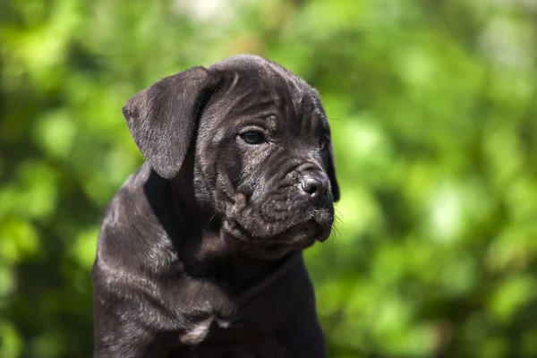 Ritratto Ravvicinato Cane Corso Cucciolo — Foto Stock