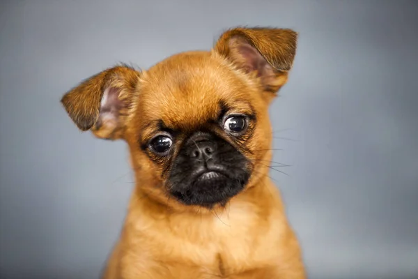 Bruxelas Griffon Filhote Cachorro Contra Fundo Estúdio — Fotografia de Stock