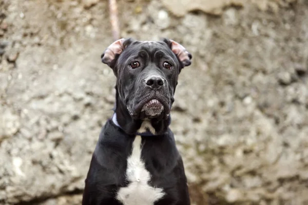 Итальянская Собака Cane Corso Открытом Воздухе — стоковое фото