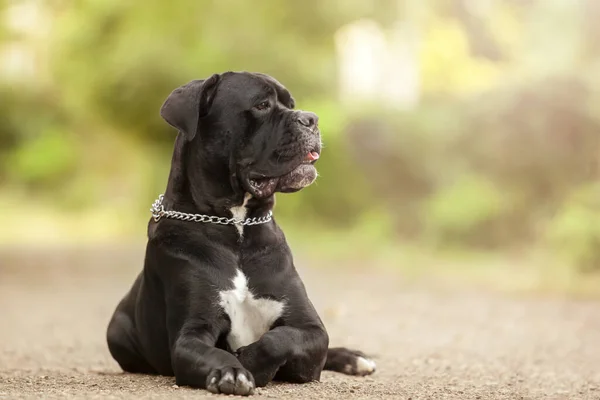 Lindo Cachorro Bastón Corso Aire Libre —  Fotos de Stock