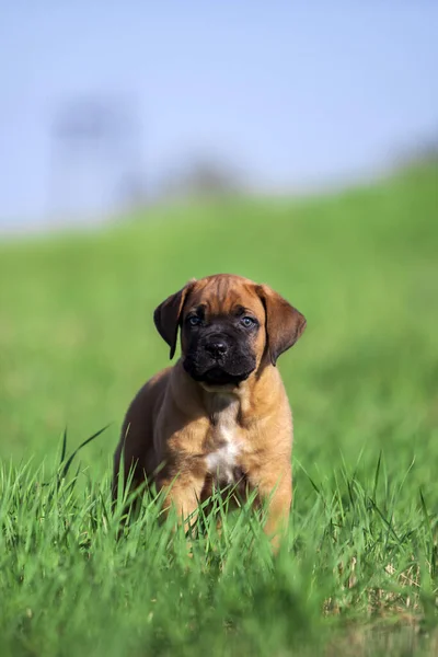 Cute Puppy Cane Corso Outdoor — Stock Photo, Image