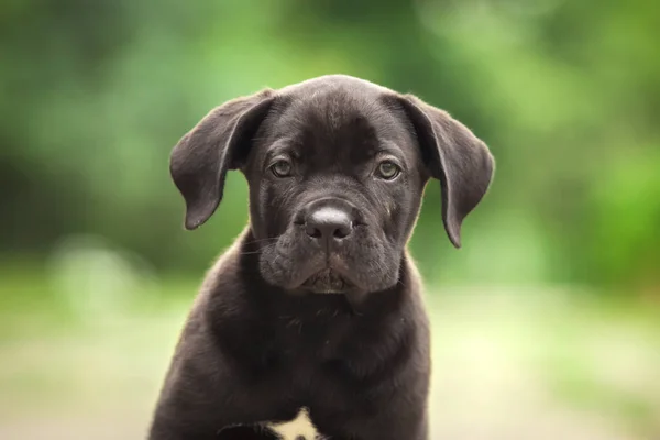 Cute Puppy Cane Corso Outdoor — Stock Photo, Image