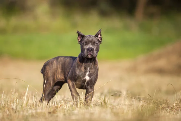American Staffordshire Terrier Perro Aire Libre —  Fotos de Stock