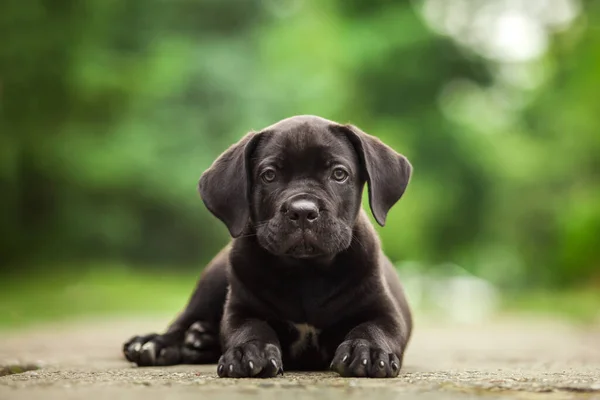 Bonito Filhote Cachorro Cana Corso Livre — Fotografia de Stock