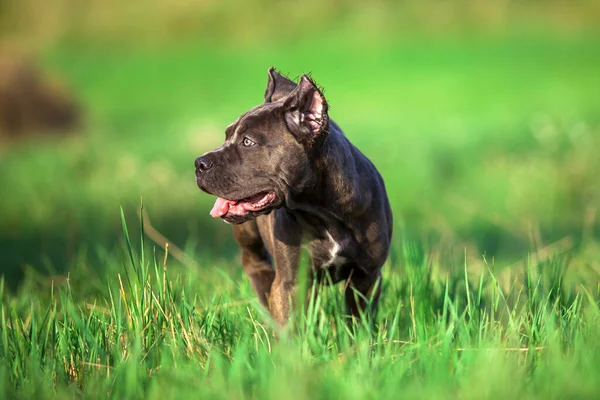 Amerikai Staffordshire Terrier Kutya Szabadban — Stock Fotó