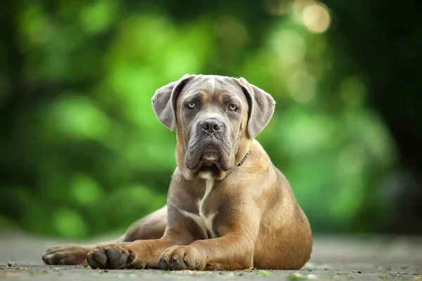 Włoski Pies Cane Corso Plenerze — Zdjęcie stockowe