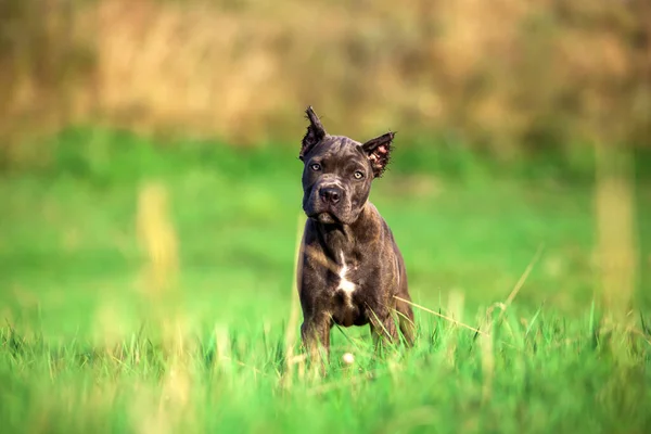 American Staffordshire Terrier Hund Utomhus — Stockfoto