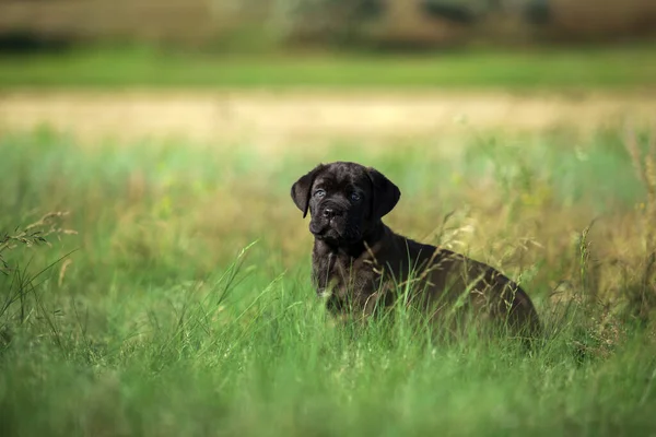 Söt Valp Cane Corso Utomhus — Stockfoto