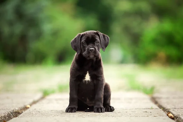 Lindo Cachorro Bastón Corso Aire Libre —  Fotos de Stock