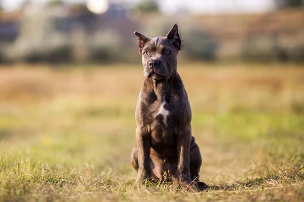 American Staffordshire Terrier Pies Świeżym Powietrzu — Zdjęcie stockowe