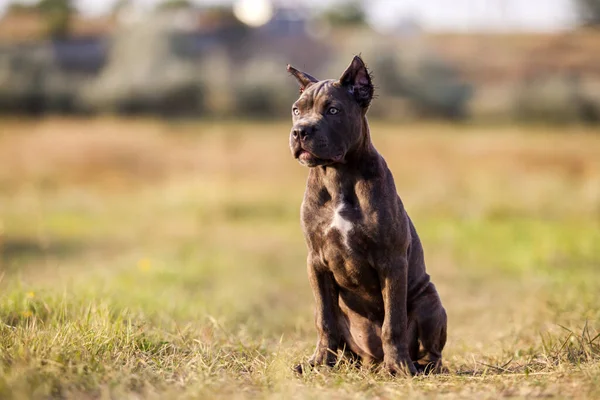 アメリカン スタッフォードシャー テリア犬屋外 — ストック写真