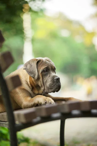 İtalyan Cane Corso köpeği açık havada