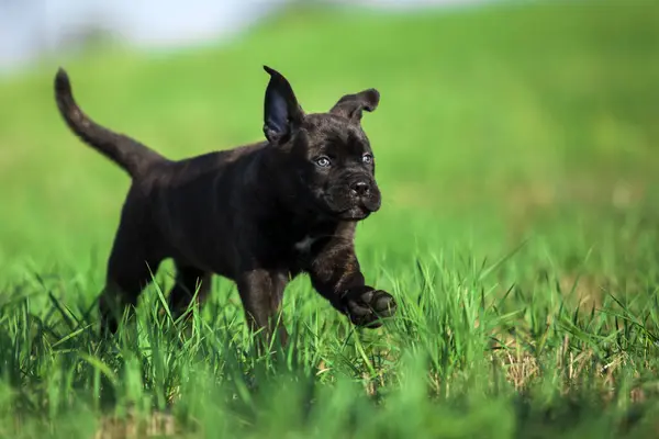 Bonito Filhote Cachorro Cana Corso Livre — Fotografia de Stock