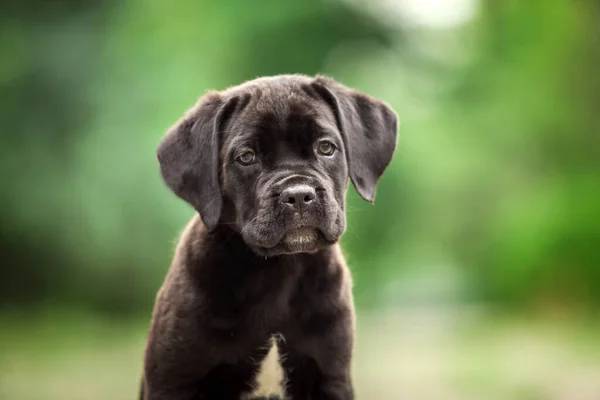 Cute Puppy Cane Corso Outdoor — Stock Photo, Image