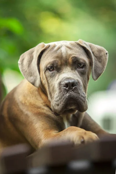 Perro Italiano Cane Corso Exterior —  Fotos de Stock