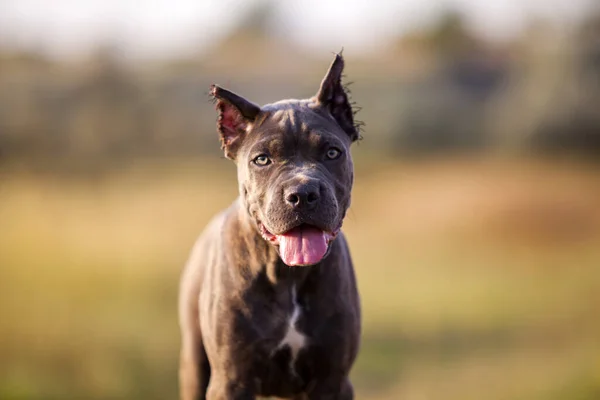 Amerikai Staffordshire Terrier Kutya Szabadban — Stock Fotó