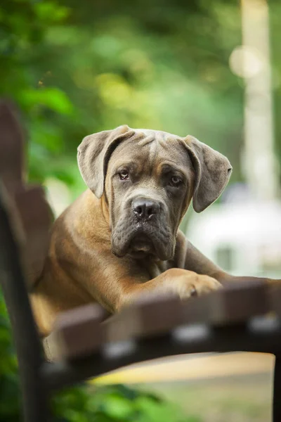 Włoski Pies Cane Corso Plenerze — Zdjęcie stockowe