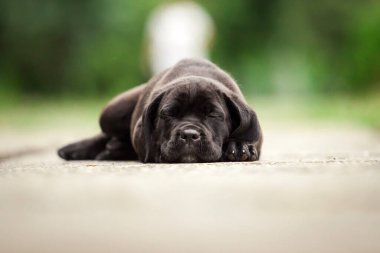 Şirin Puppy Cane Corso açık havada