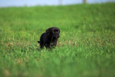 Şirin Puppy Cane Corso açık havada