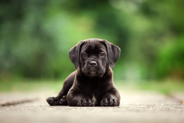 Şirin Puppy Cane Corso açık havada