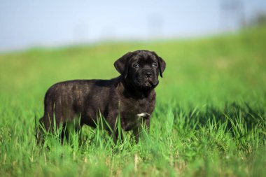 Şirin Puppy Cane Corso açık havada