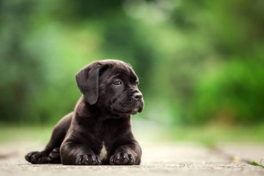 Şirin Puppy Cane Corso açık havada