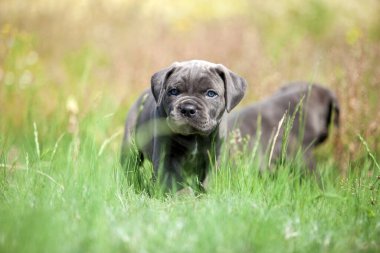 Şirin Puppy Cane Corso açık havada